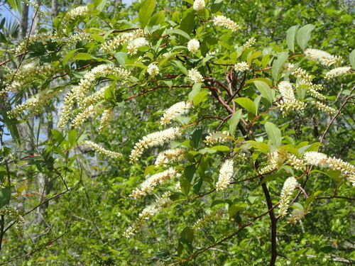 Virginia sweetspire (Itea virginica)