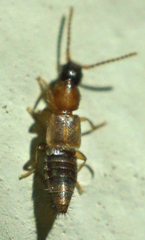 Lithocharis