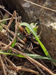 Alopecosa albofasciata