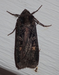 Actebia fennica