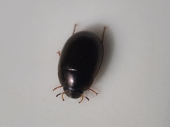 Hydrobius