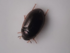 Hydrobius