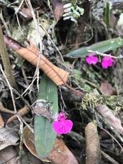 Comparettia falcata