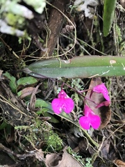 Comparettia falcata