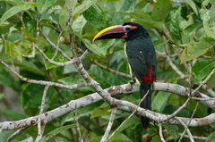 Pteroglossus viridis