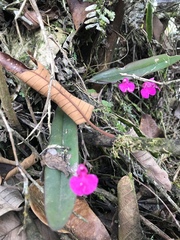 Comparettia falcata