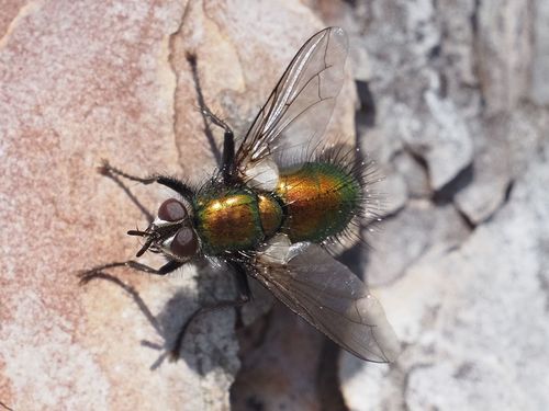 Gymnocheta viridis photo 5