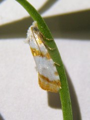 Phtheochroa purana
