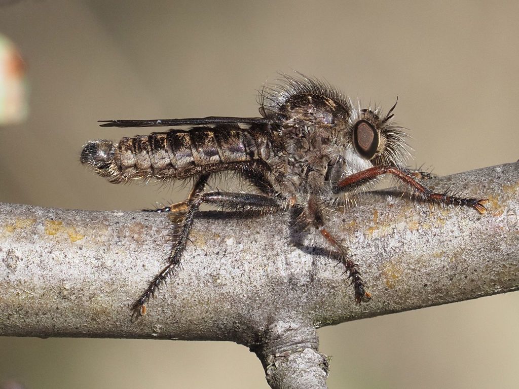 Erax barbatus