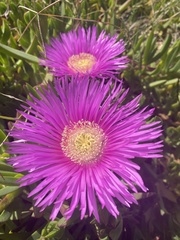 Carpobrotus