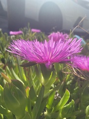 Carpobrotus