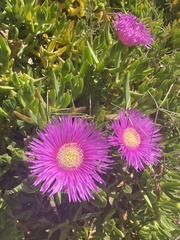 Carpobrotus