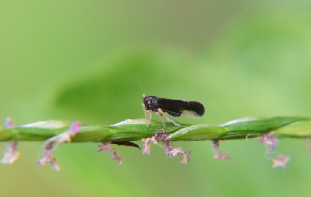 Caenodelphax