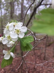 Crataegus collina