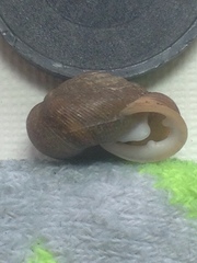 Triodopsis juxtidens