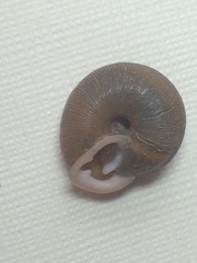 Triodopsis juxtidens