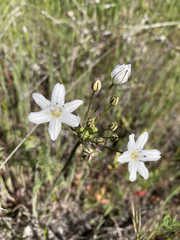 Triteleia lilacina