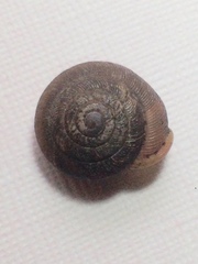 Triodopsis juxtidens