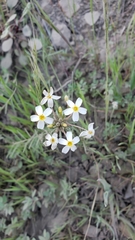 Leptosiphon parviflorus