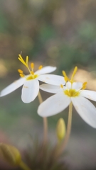 Leptosiphon parviflorus