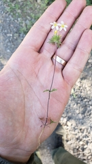 Leptosiphon parviflorus