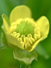 Ranunculus cantoniensis