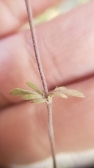 Leptosiphon parviflorus