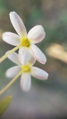 Leptosiphon parviflorus