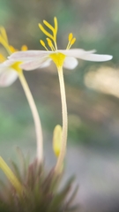 Leptosiphon parviflorus