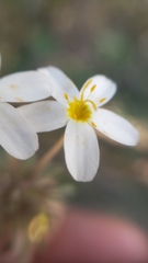 Leptosiphon parviflorus