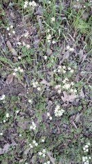 Leptosiphon parviflorus