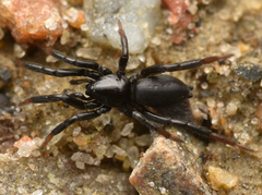 Drassyllus