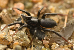 Drassyllus