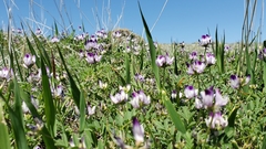 Astragalus rattanii jepsonianus