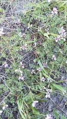 Astragalus rattanii jepsonianus