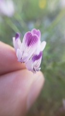 Astragalus rattanii jepsonianus