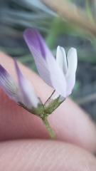 Astragalus rattanii jepsonianus