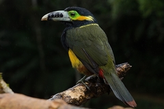 Selenidera maculirostris