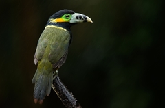 Selenidera maculirostris