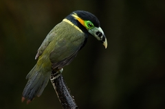 Selenidera maculirostris