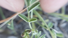 Astragalus rattanii jepsonianus