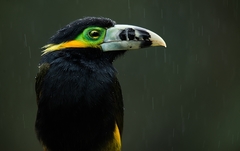 Selenidera maculirostris