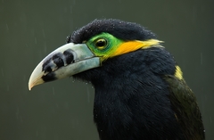 Selenidera maculirostris