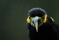 Selenidera maculirostris