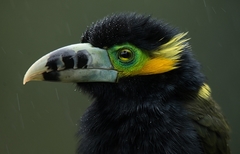 Selenidera maculirostris