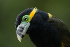 Selenidera maculirostris