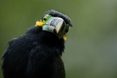 Selenidera maculirostris