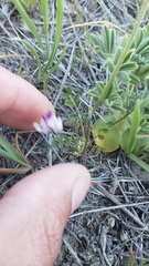 Astragalus rattanii jepsonianus