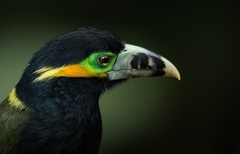 Selenidera maculirostris