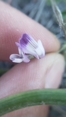 Astragalus rattanii jepsonianus